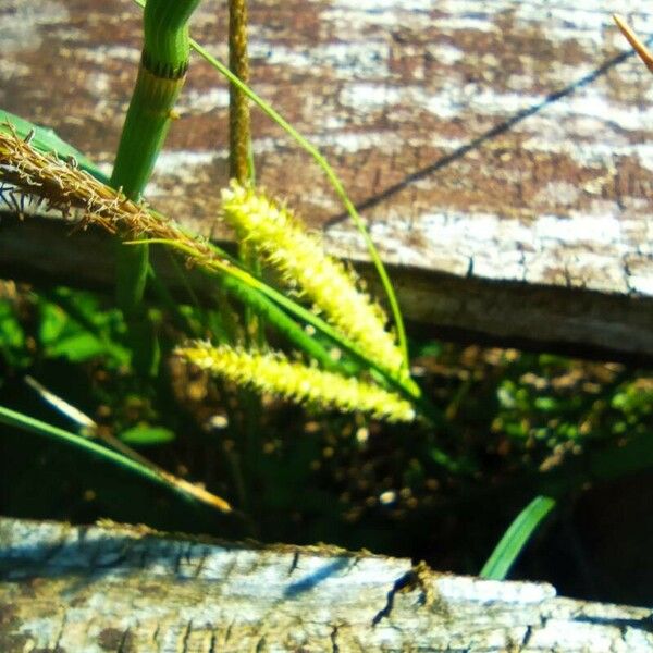 Carex utriculata Hoja