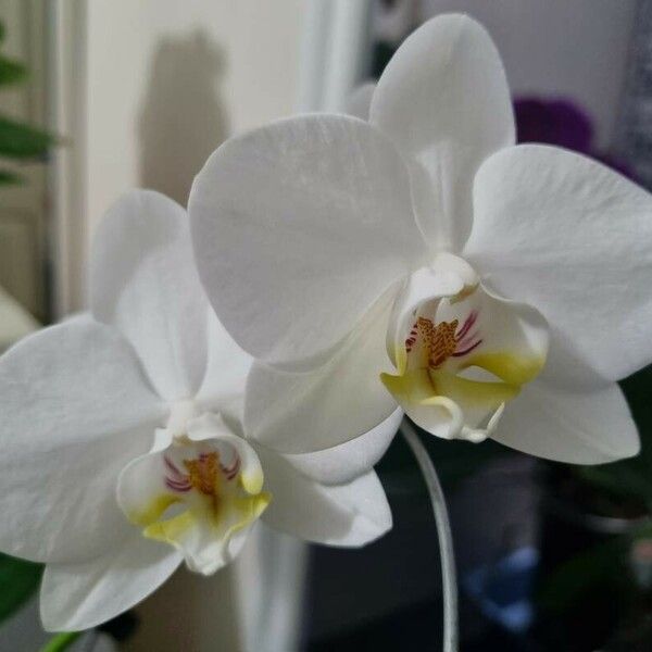 Phalaenopsis amabilis Flors