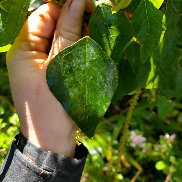 Homalanthus populifolius Leaf