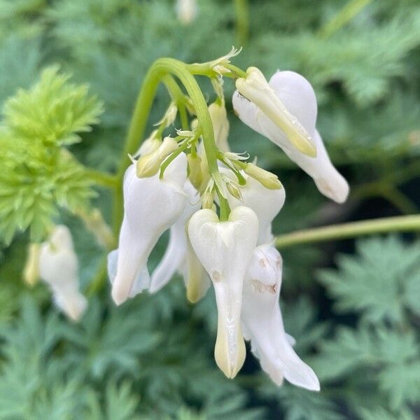 Lamprocapnos spectabilis Kukka