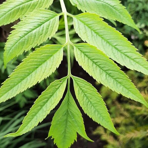 Datisca cannabina Leaf