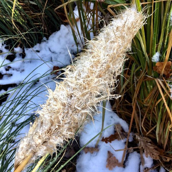 Cortaderia selloana Fruit