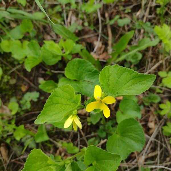 Viola glabella Kukka