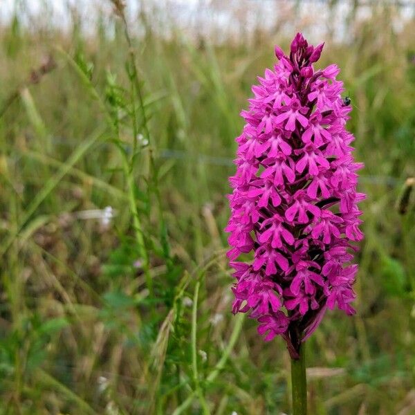 Anacamptis pyramidalis Květ