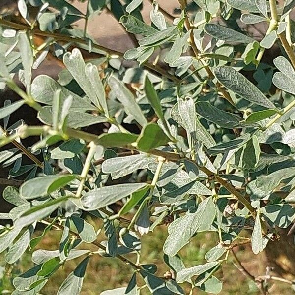 Caragana halodendron Blad