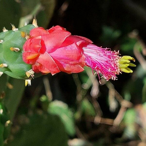 Opuntia cochenillifera Lorea