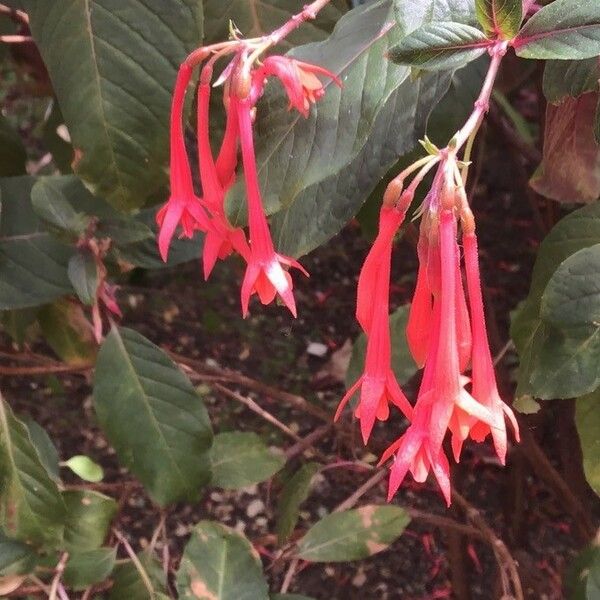 Fuchsia triphylla Bloem