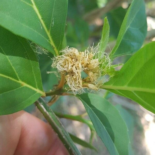 Citharexylum spinosum Blomma