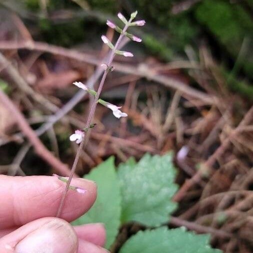 Phryma leptostachya Flower