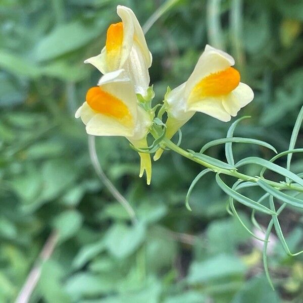 Linaria vulgaris Bark