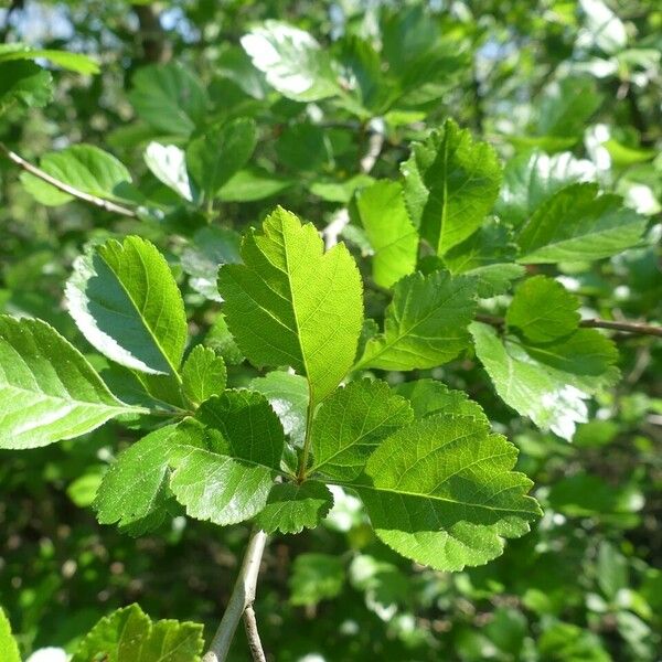 Crataegus laevigata Blad