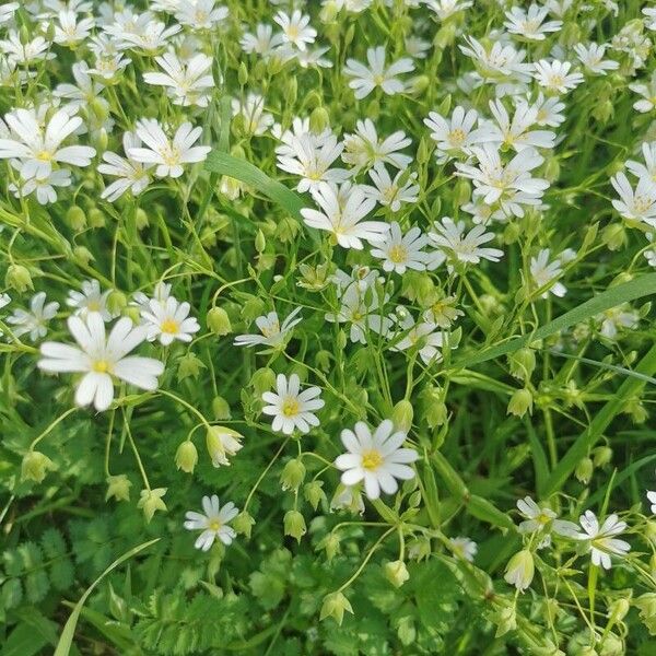 Stellaria palustris Кветка