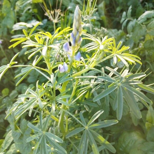 Lupinus angustifolius 花