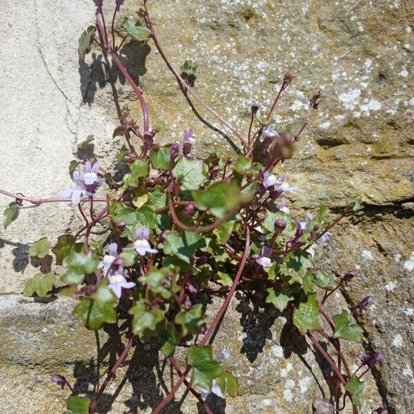 Cymbalaria muralis फूल