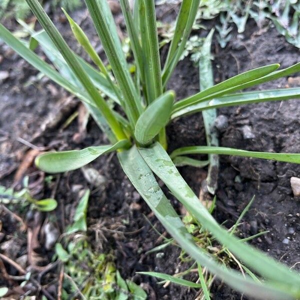 Narcissus minor Leaf