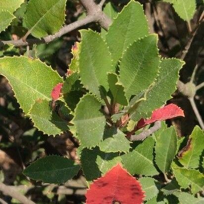 Rhamnus crocea Leaf