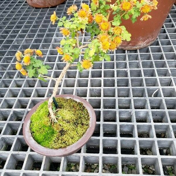 Chrysanthemum × morifolium Hábitos