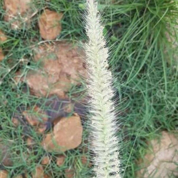 Pennisetum setaceum Flower