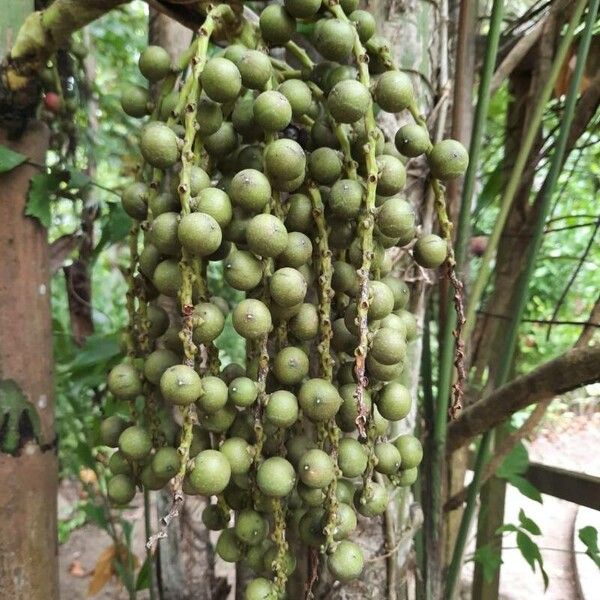 Caryota mitis Плод