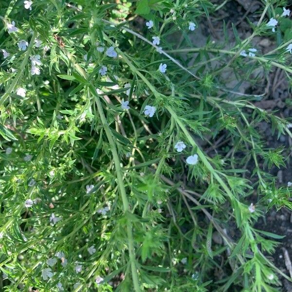 Satureja hortensis പുഷ്പം