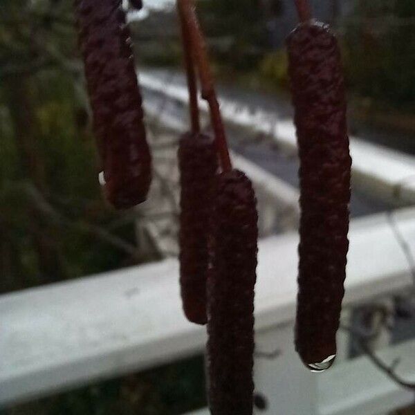 Alnus glutinosa Flower