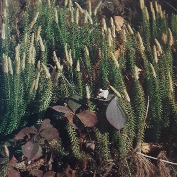 Lycopodium annotinum ശീലം