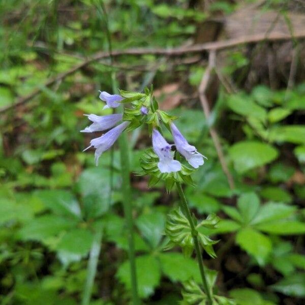 Salvia lyrata ফুল