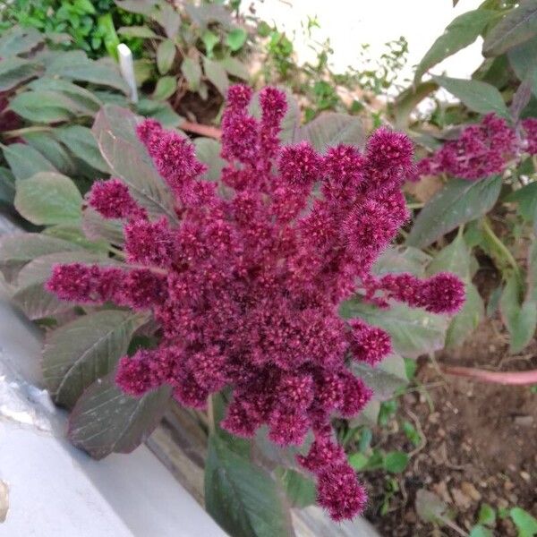 Amaranthus hypochondriacus Цвят