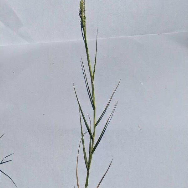 Distichlis spicata Hábitos