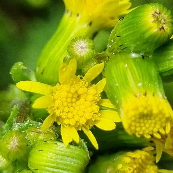 Senecio lividus ফুল