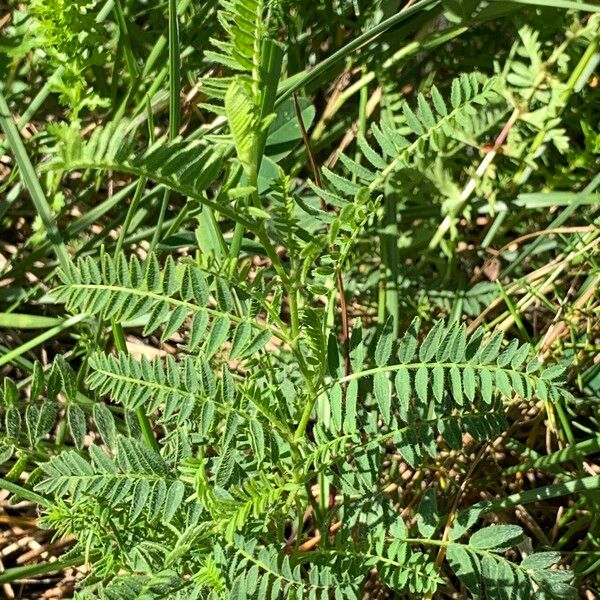 Astragalus danicus Blad