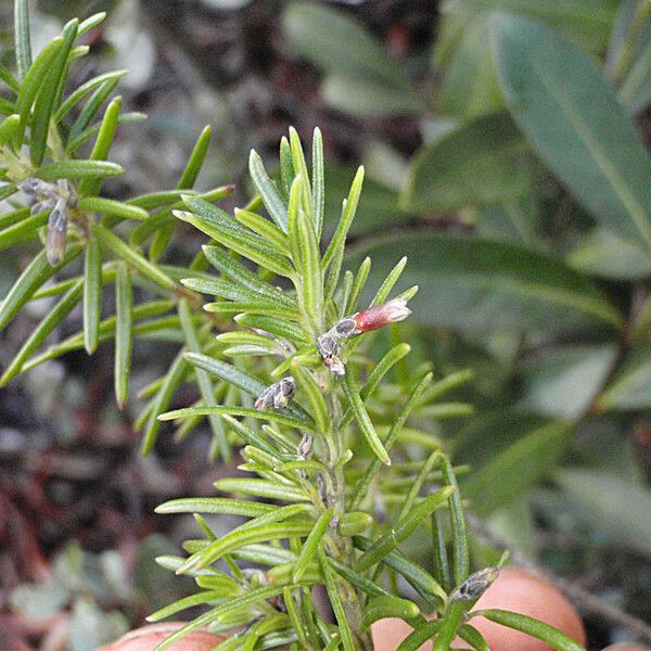 Alyxia caletioides Habit