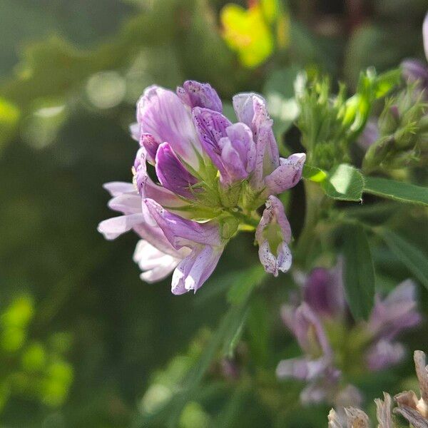 Medicago × varia പുഷ്പം