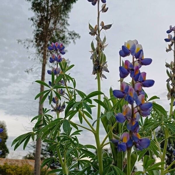 Lupinus mutabilis Blüte