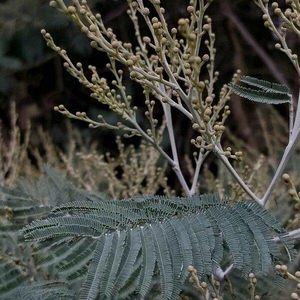 Acacia mearnsii Feuille