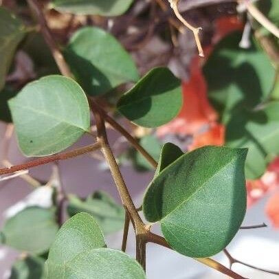 Bougainvillea spectabilis Leaf
