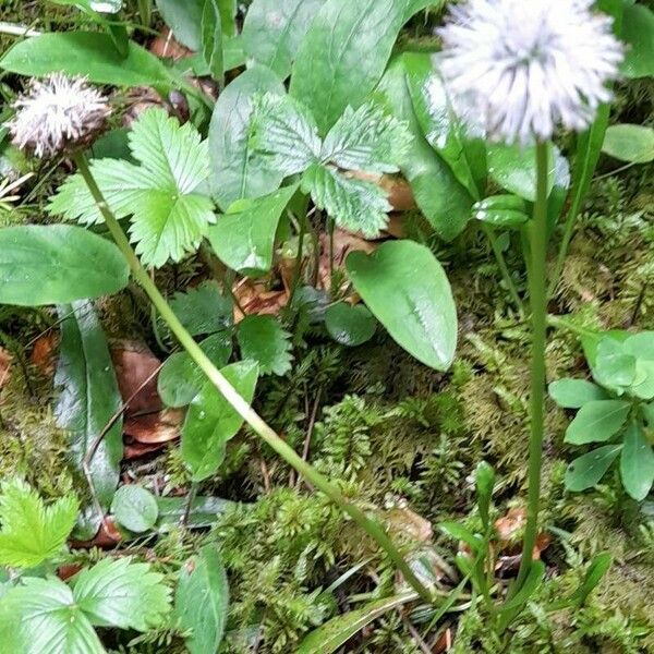 Globularia nudicaulis Pokrój