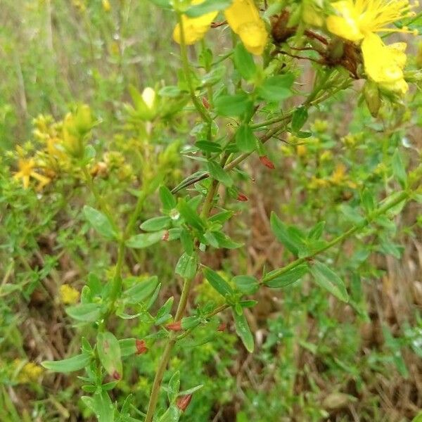 Hypericum perforatum পাতা