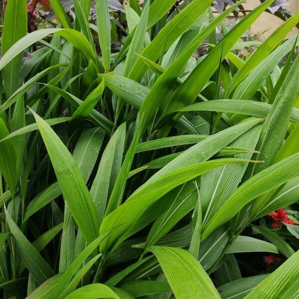 Setaria palmifolia Leaf