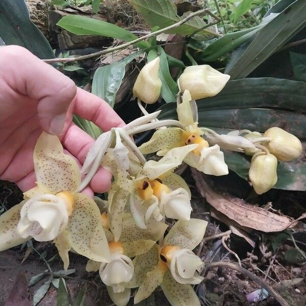 Stanhopea wardii Flower