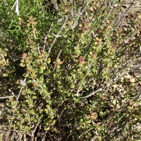 Thymus piperella List