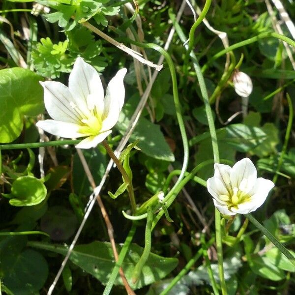 Gagea serotina Flower