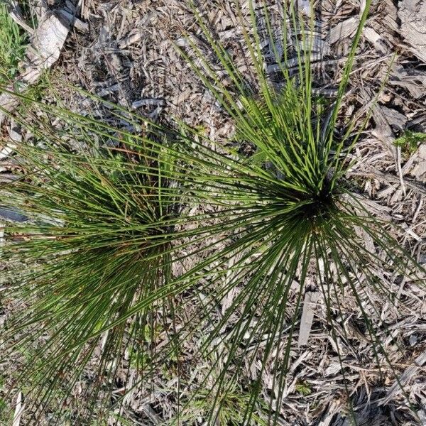 Trichophorum cespitosum Leaf