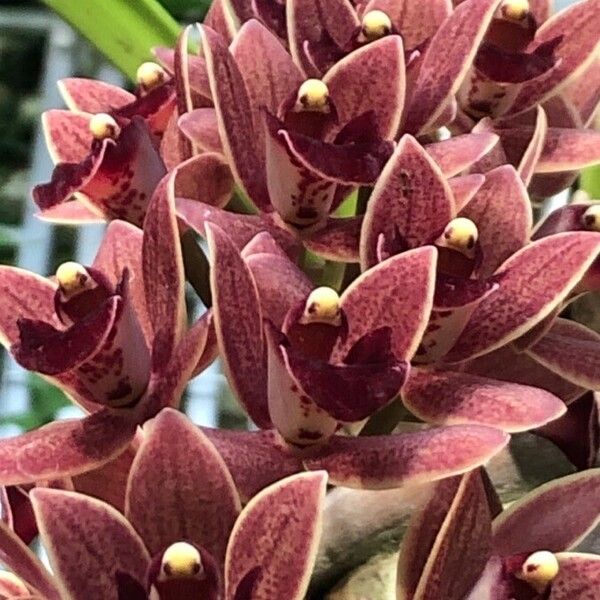 Cymbidium devonianum Blodyn