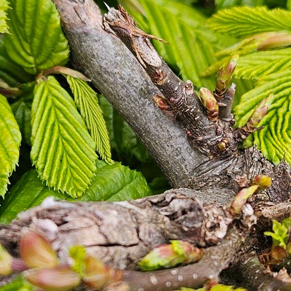 Carpinus betulus Corteza