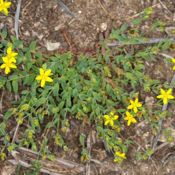 Hypericum humifusum Кветка