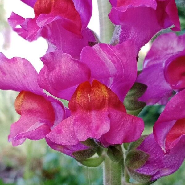 Antirrhinum australe Kvet