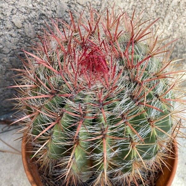 Ferocactus pilosus ഇല