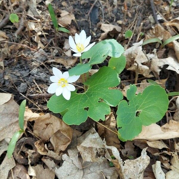 Sanguinaria canadensis 花