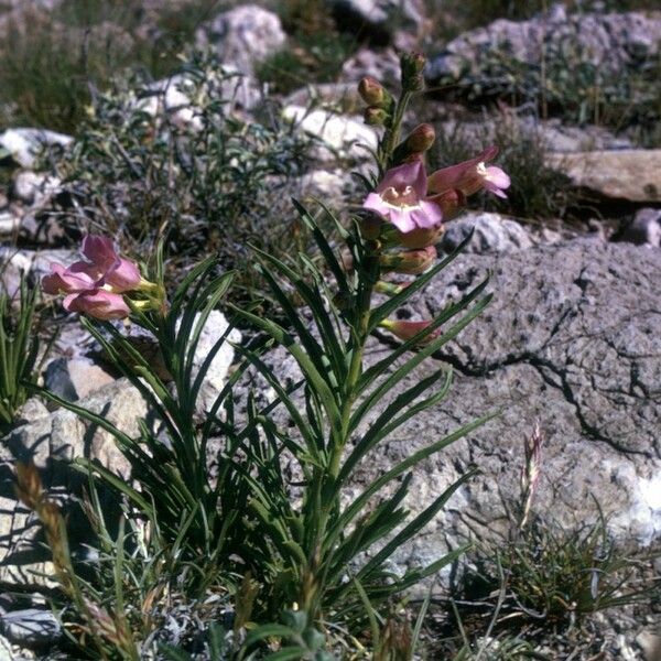 Penstemon jamesii Hábito